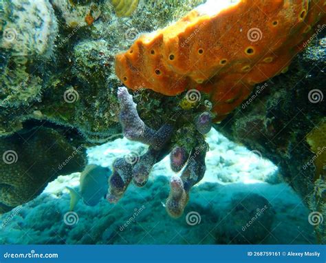  Ectyoplasia: Un animal marin qui brille sous les vagues en attendant patiemment ses proies!