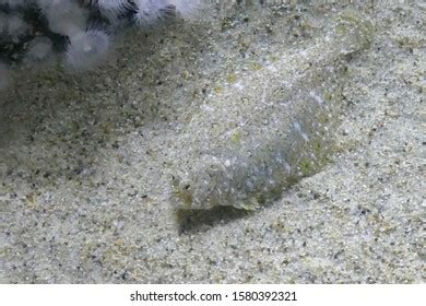  Flounders: Des maîtres du camouflage vivant sur le fond marin !