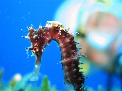  Hippocampe: Un petit poisson qui danse avec la grâce d'un ballet et l'audace d'une exploratrice des fonds marins!