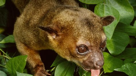  Kinkajou: Une créature nocturne aux griffes redoutables qui arbore une fourrure douce comme du velours!