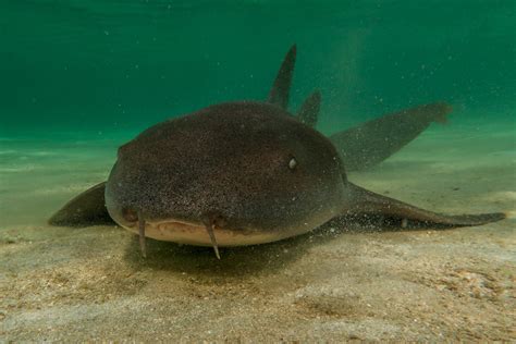  Nurse Shark: Un Prédateur Nocturne au Corps Tordu qui Se Déplace avec Une Graçe Inattendue !