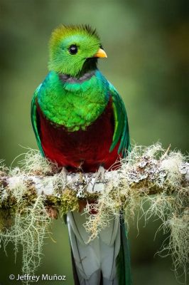  Quetzals! Les oiseaux aux couleurs flamboyantes qui aiment les fruits mûrs !