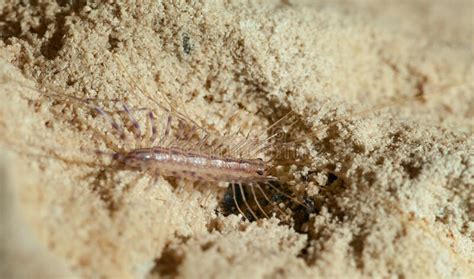  Scutigera! Un arthropode fascinant aux nombreuses pattes qui aime se cacher dans l'ombre humide