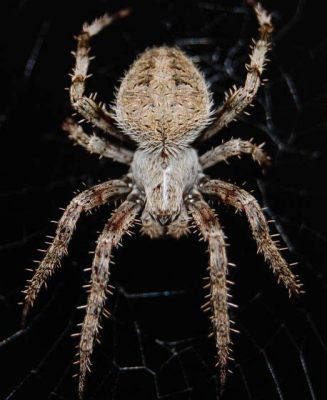  Urocteute: Une araignée nocturne fascinante aux pattes étonnamment fines!