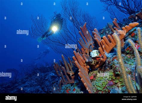  Agelas! Une Éponge aux Superpouvoirs de Filtration et de Symbiose Marine