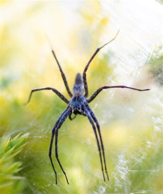  Araignée Loup : Une créature fascinante avec une toile de capture invisible !