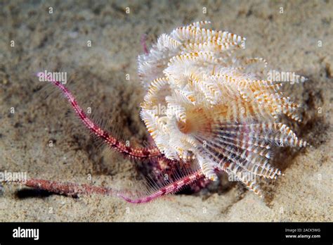  Branchiomma: Un ver marin polychète aux branchies vibrantes !