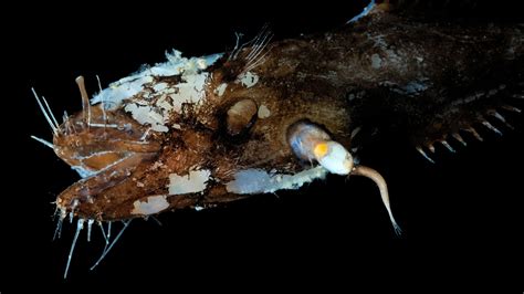  Eunice! Une Hydre Bioluminescente à la Conquête des Océans Profonds