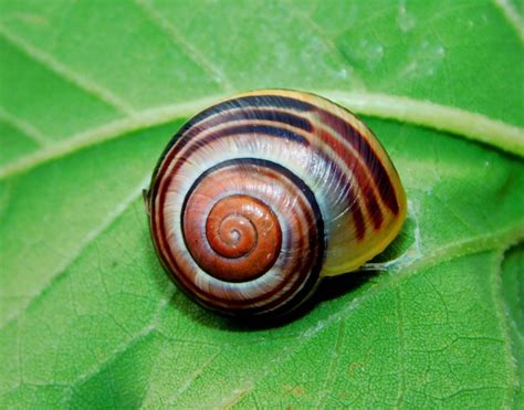  Jou annoté: Un escargot fascinant aux couleurs vives qui arbore une coquille en spirale incroyable!