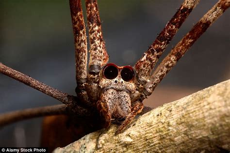  Galléenne: Un Arachnide Fascinant Avec Huit Yeux Pour Observer le Monde Nocturne!