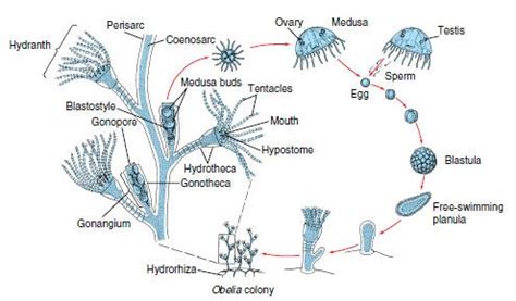  Isothecium! Une colonie d'hydres à la recherche de son prochain repas!