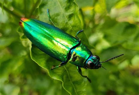  Jewel Beetle : Un joyau scintillant à ailes multicolores qui vole comme une flèche dans la nuit tropicale !