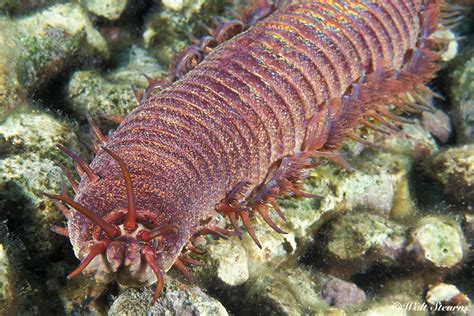  Kefersteinia: Une créature marine étonnante qui se déplace en rampant comme un mille-pattes terrestre !