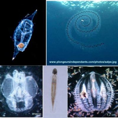  Leptohydra! Un Hydroméduse Solitaire qui Dévoile une Curiosité Inattendue