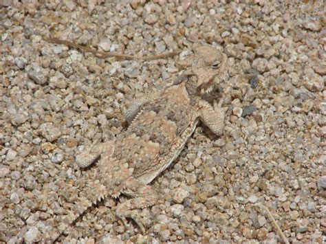  Lézard ! Ce reptile à écailles se déplace avec une agilité surprenante et possède un camouflage incroyable