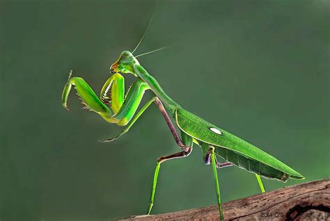  Mantes Religieuses! Les Prédateurs Silencieux à Yeux Mobiles et Sauts Imprévisibles