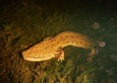  Mudpuppy: Un champion de camouflage vivant dans les eaux douces et boueuses!