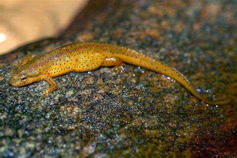  Salamandre à points rouges: Découvrez un amphibiens terrestre aux couleurs vives qui aime se cacher sous les feuilles mortes!