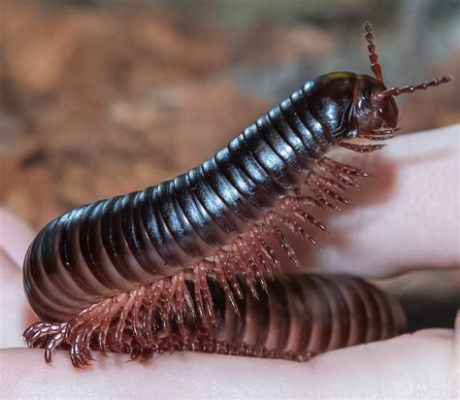  Rhinophores: Les petits rois du sous-sol aux mille pattes fascinantes !