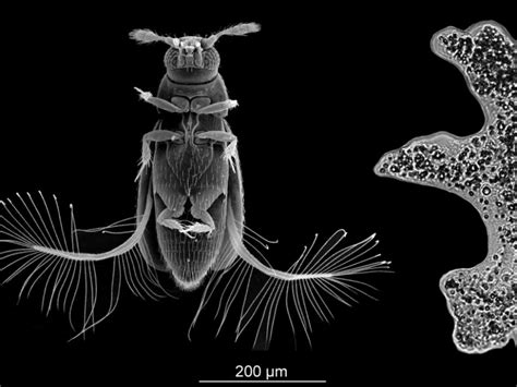  Sideria: Un Animal Unicellulaire Qui Dépasse Les Limites Du Mouvement et De La Survivance !