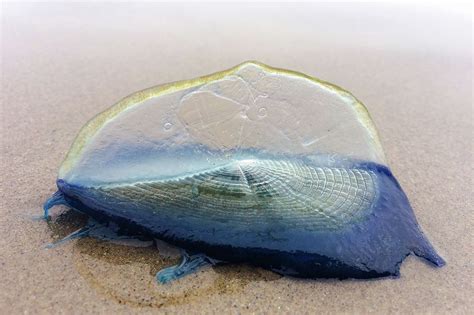  Velella: This Gelatinous Wanderer Will Leave You Bewildered by Its Curious Lifestyle!