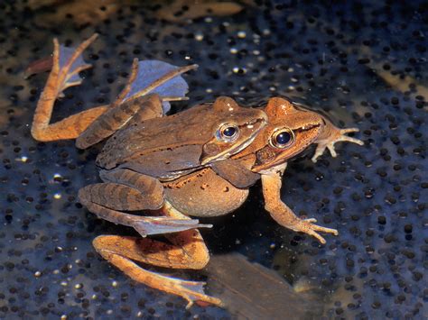  Wood Frog: This Tiny Amphibian Makes its Home in Both Water and Forest