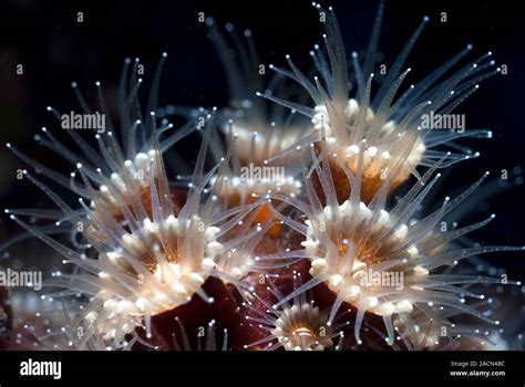  Wrightia: Une colonie fascinante de polypes aux tentacules luminescents et aux performances gastronomiques impressionnantes!