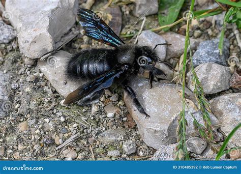  Xylocopa Violacea : A Solitary Wood-Nesting Carpenter Bee With a Buzz That Belies Its Gentle Nature!