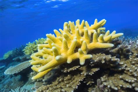  Yellow Finger Coral: Une colonie fascinante à la recherche perpétuelle de lumière!