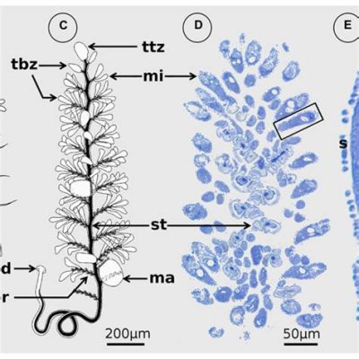  Zoothamnium: Un Prédateur InVISIBLE Qui Déclenche Une Danse Microscopique!